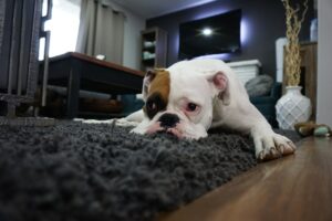 Read more about the article Quick and Easy Ways to Get Rid of Dog Smells at Home