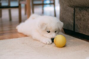 Read more about the article 6 House Cleaning Tips for Every Dog Owner