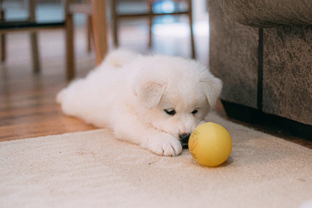 You are currently viewing 6 House Cleaning Tips for Every Dog Owner