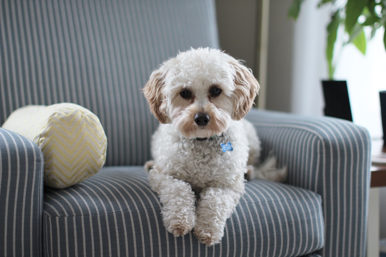 You are currently viewing 4 Things Dog Owners Can Do To Keep Their Apartment Clean