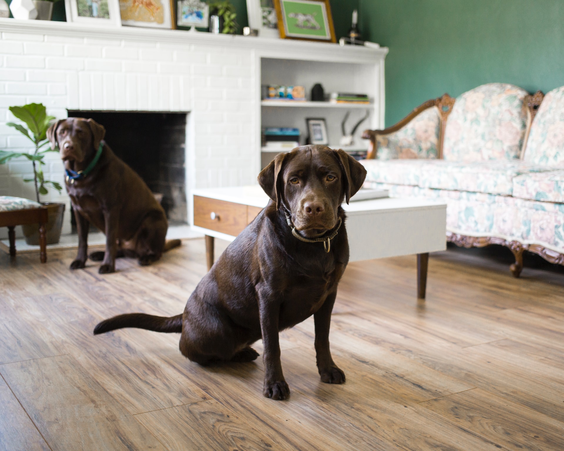 You are currently viewing 7 Tips on Keeping a House Clean Even With a Dirty Fido