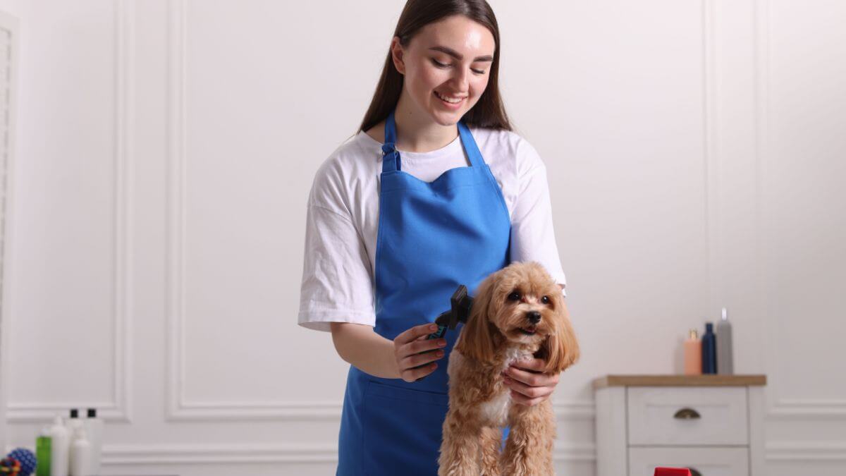 A groomer in a blue apron smiling while brushing a small dog, with grooming products in the background.